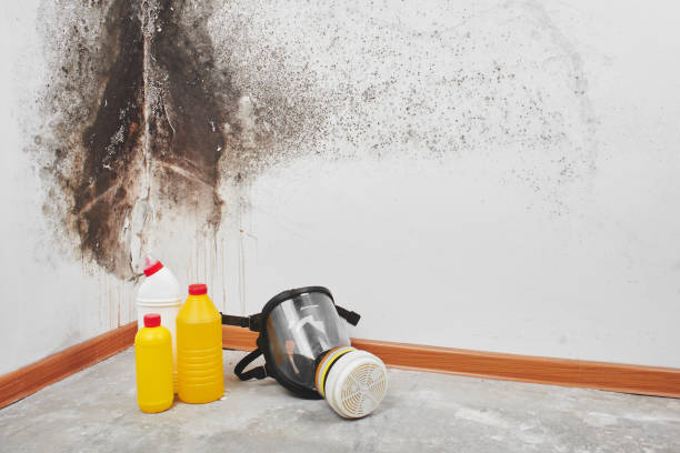 Best Bathroom Mold Remediation in Waterford, CA