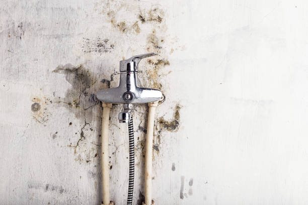 Best Emergency Mold Remediation in Waterford, CA