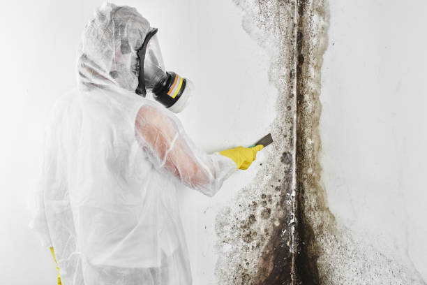 Best Attic Mold Remediation in Waterford, CA