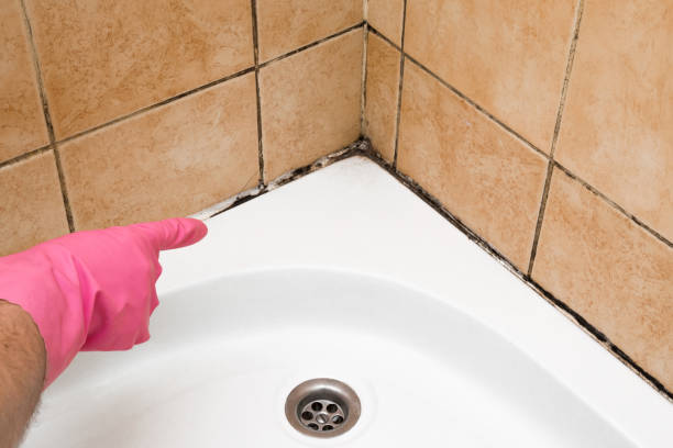 Best DIY Mold Remediation Support Services in Waterford, CA