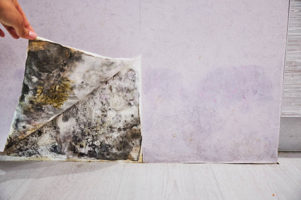 Best Mold Remediation for Specific Building Types in Waterford, CA